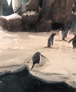 搞笑GIF: 这是我见过伴娘最多的一次, 伴郎要抓紧机会啊, 能不能脱单就看这一次了。