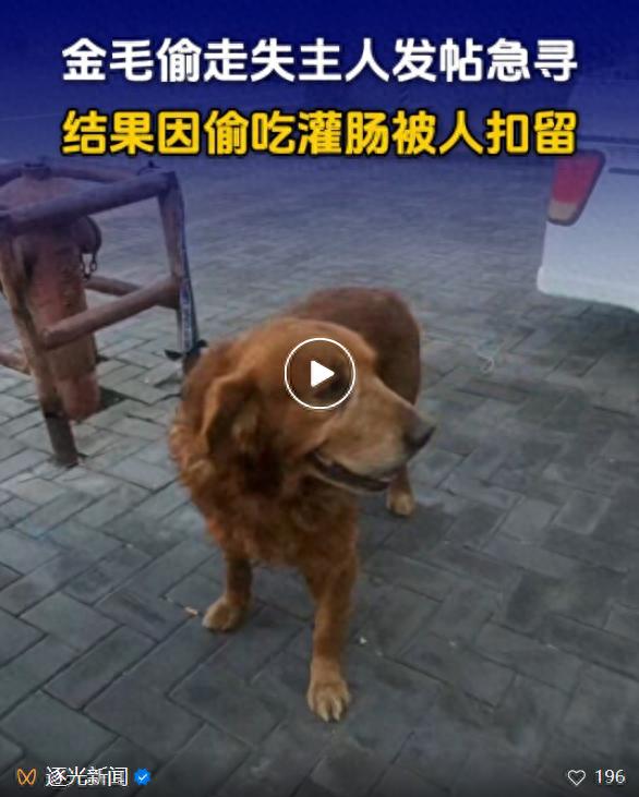 宠物狗走失后偷吃灌肠被“扣留”，狗主人：主动扫码200元赎回